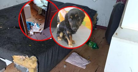 Pojechała na wakacje. Areszt i zarzuty dla 22-latki po śmierci psa