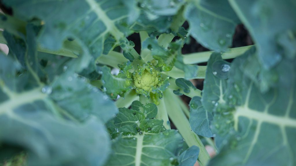 Gotowane liście brokuła