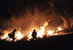 Pożar w Niemczech: ogień szaleje pod Berlinem. Spłonęło już 300 ha lasów