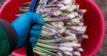 Nawet 15 tys. zł miesięcznie. Zagraniczni plantatorzy kuszą Polaków