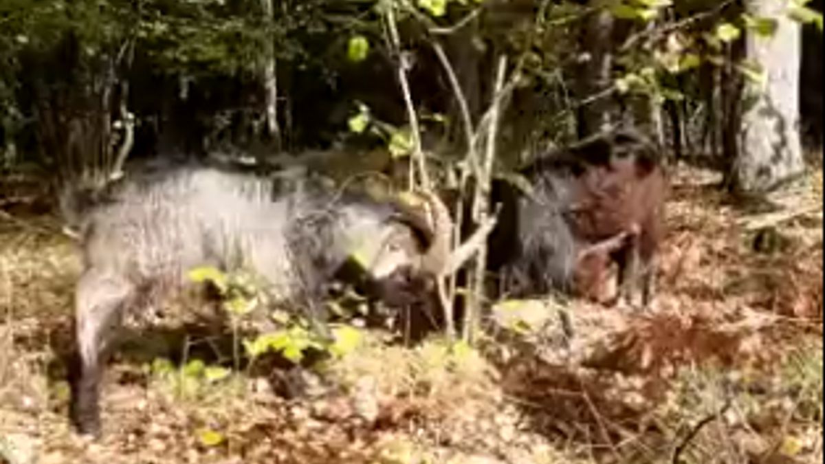 Kozły szaleją od kilku dni po lesie.  