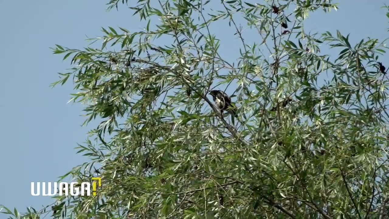 Mieszkańcy oburzeni planami wycinki ponad 1000 drzew. „Gigantomania i lenistwo projektantów”