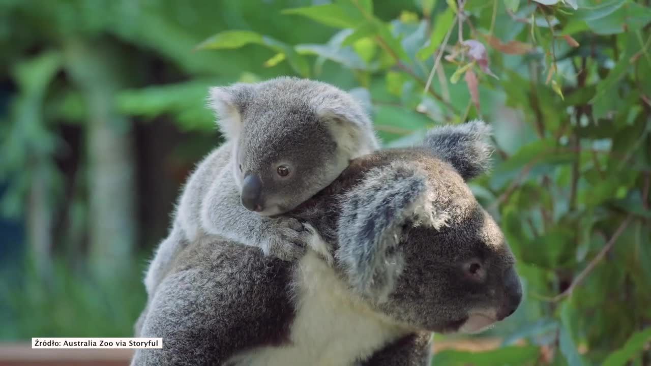 Koala poznaje świat na plecach mamy.