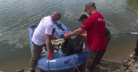 Oświadczenie PZW ws. katastrofy ekologicznej na rzece Odrze