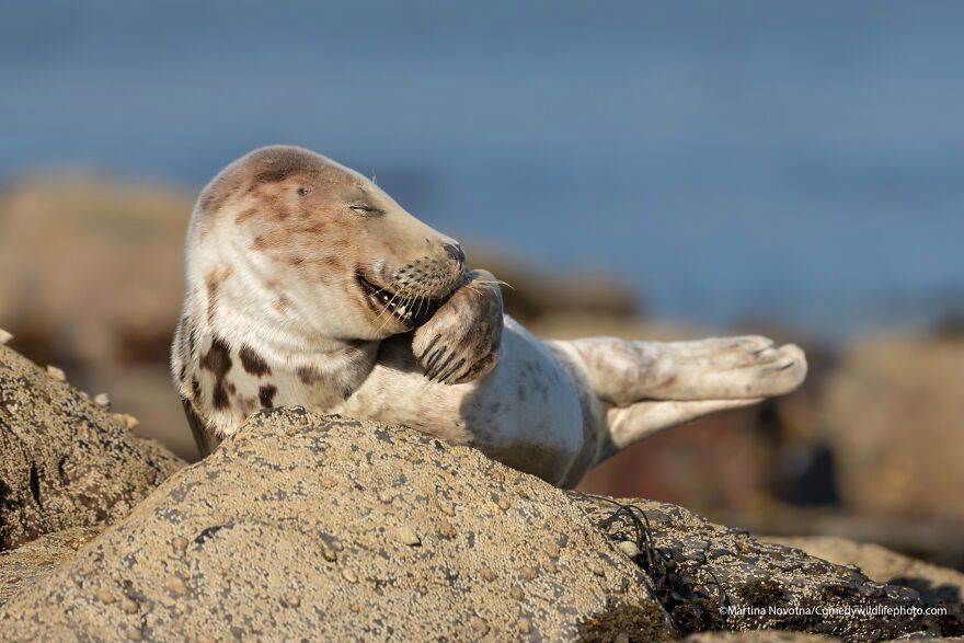 Martina Novotna/Comedy Wildlife Photography Awards