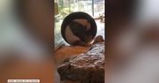 Panda niczym chomik weszła do największego kołowrotka dla zwierząt