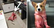 Niezwykły piesek dokonał kuchennej zbrodni i stał się hitem internetu