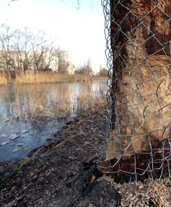 Warszawa. Ciężki sprzęt w Dolince Służewieckiej. Trwa spór o plac zabaw