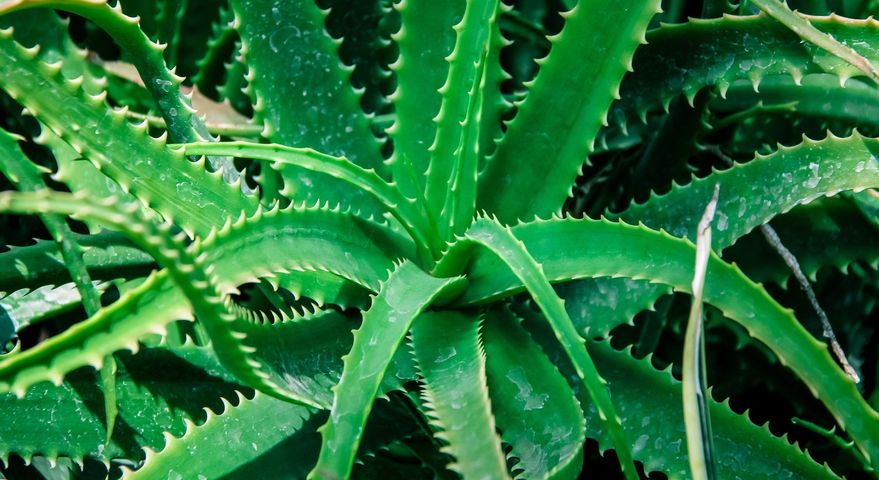 Aloes może być szkodliwy dla wątroby