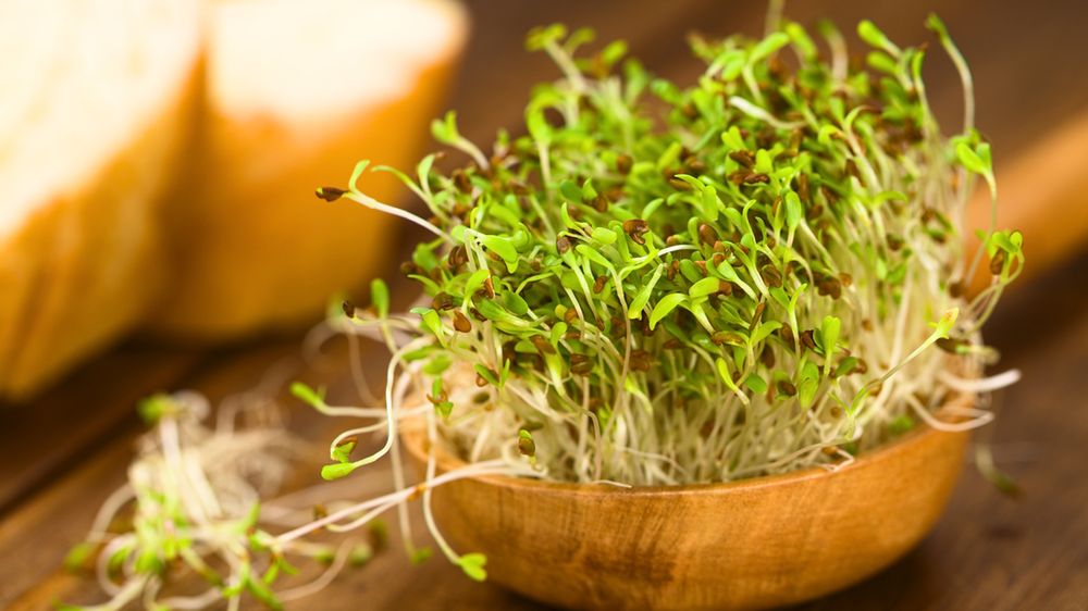 Surowe kiełki lucerny