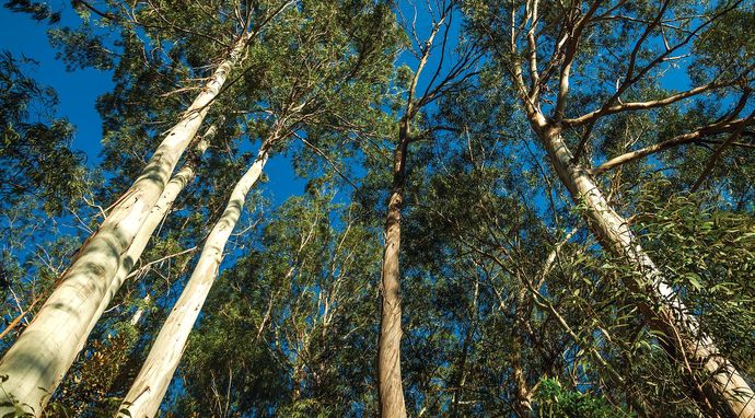 Najwspanialsze drzewo Australii
