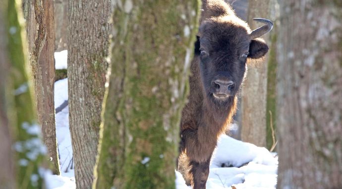 Pory roku z Adamem Wajrakiem