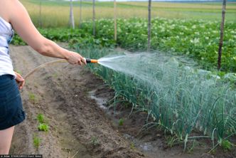 Zielony Ład zakaże uprawy ogródków? KE: "bezpodstawne"