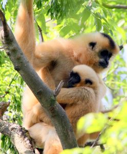 Tajemnicze poczęcie gibona. Zoo rozwiązało nietypową zagadkę