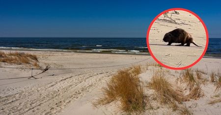 Spacerowali po plaży. Nagle zobaczyli go. Jedna rzecz przykuwa uwagę