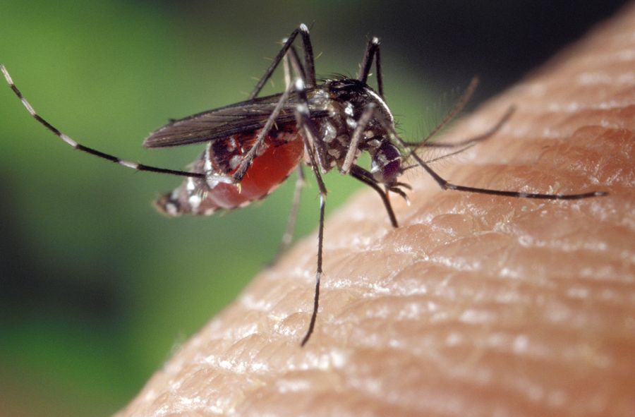 Komarzyce i ich bolesne ukłucie