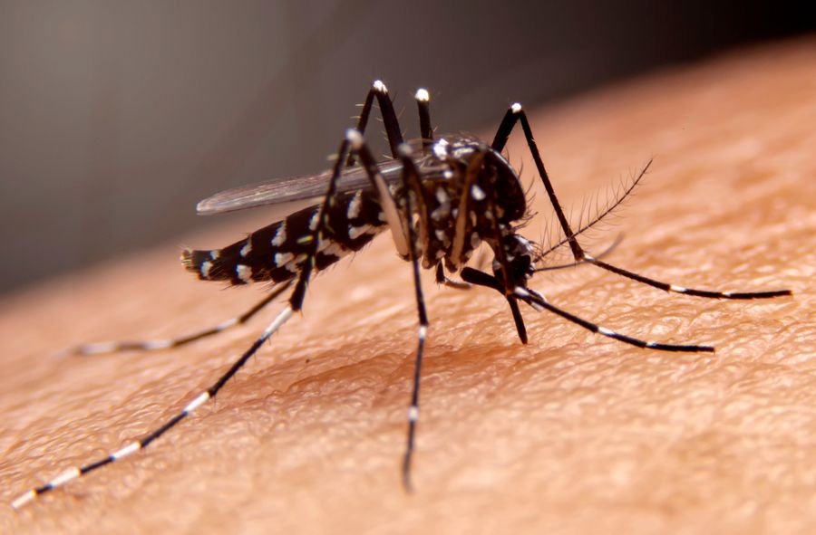 Roznoszące dengę komary Aedes są już w Europie.
