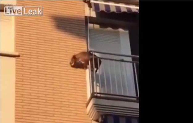 Zamknęli psa w upał bez wody na balkonie. Zdesperowane zwierzę wyskoczyło