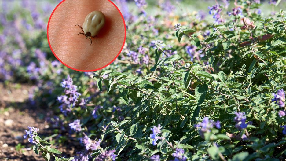 Kocimiętka działa jak naturalny repelent na kleszcze