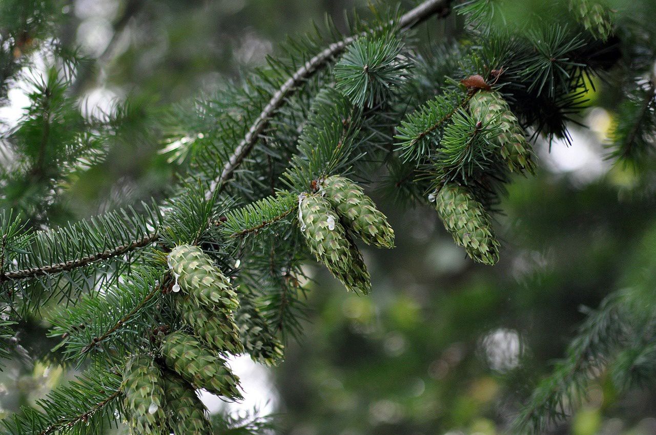 Green pine cones