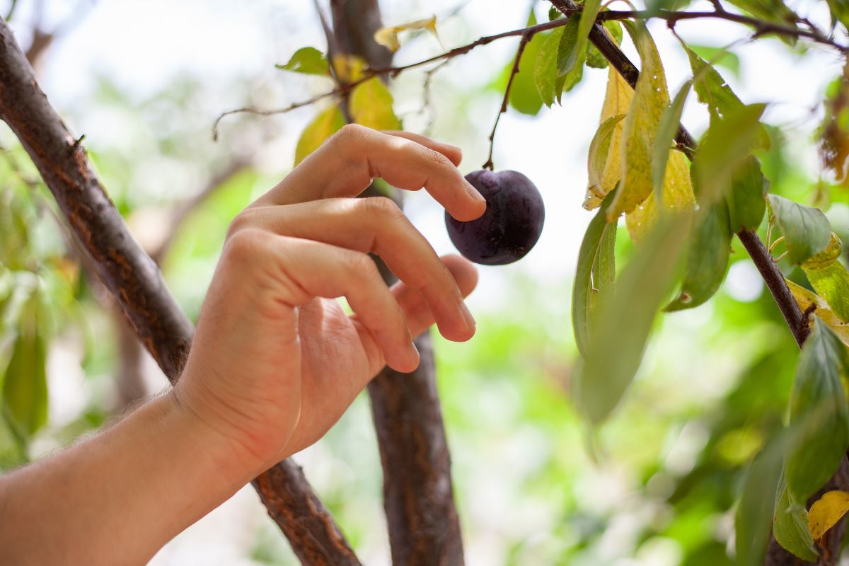 Śliwki za 3,50 zł/kg, ale tylko jeśli zbierzesz je osobiście