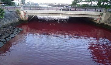Wyciek z browaru zmienił kolor rzeki. Tajemniczy incydent w japońskim mieście Nago