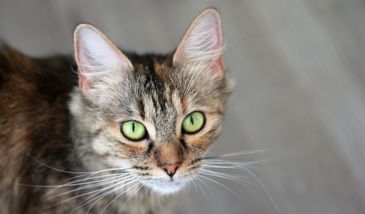 Wirus ptasiej grypy zabija koty. Ludzie wykupują płyny do dezynfekcji