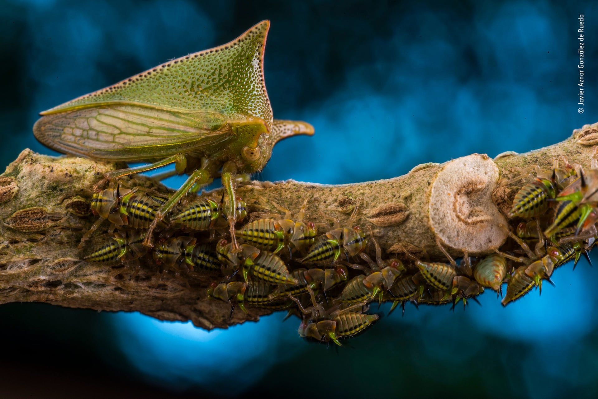 Wspaniały portret małp zwyciężył w Wildlife Photographer of the Year 2018 11