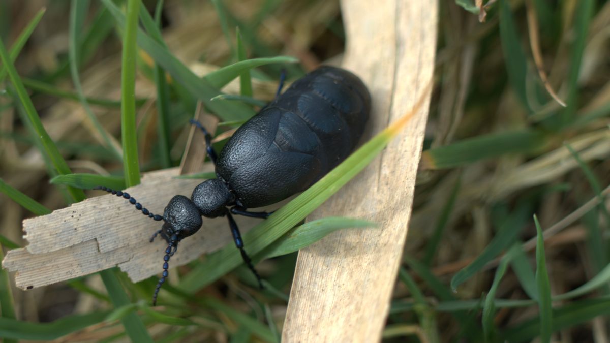Oleica krówka. Ten chrząszcz uznawany jest za najbardziej niebezpiecznego w Polsce