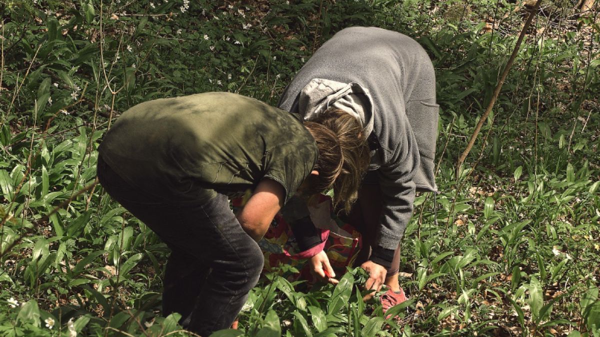 Czosnek niedźwiedzi do jedna z najzdrowszych roślin rosnących w Polsce