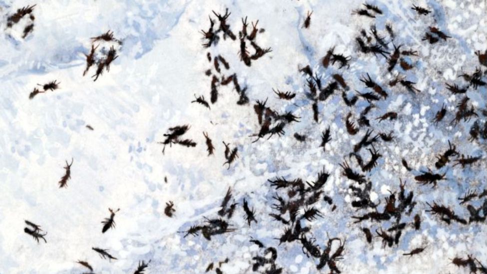 Pchły śnieżne zwane skoczogonkami nie są groźne dla człowieka