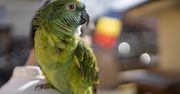 Piękne, wesołe i inteligentne. Jak dobrze znasz papugi? Sprawdź się!