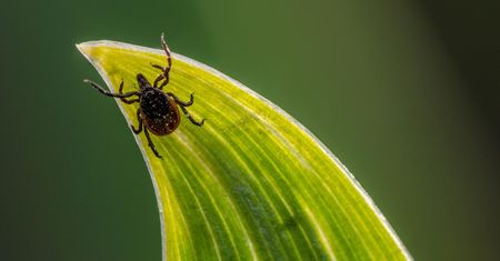 Nowy gatunek kleszcza w Polsce. Haemaphysalis concinna przenosi groźne choroby