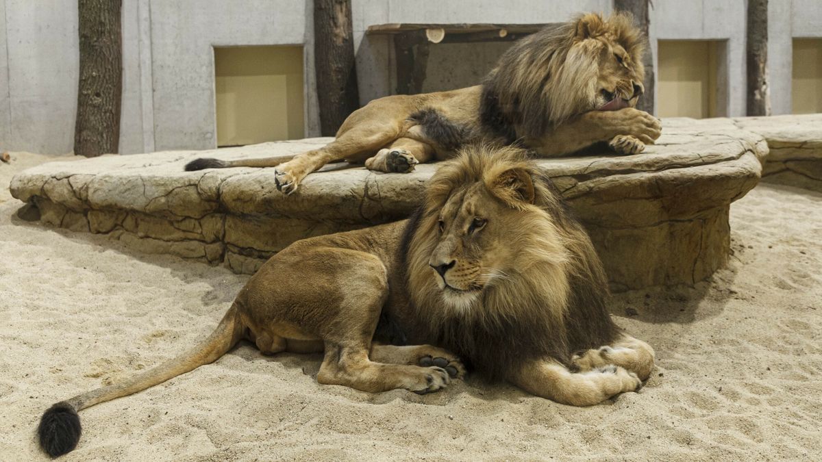 Nowy wybieg dla lw�w w opolskim zoo
PHOTO : TOMASZ GOLLA / SUPER EXPRESS OPOLE NOWE WYBIEGI DLA LWOW I TYGRYSOW W OPOLSKIM ZOO 12/04/2021 ZOO OPOLE LEW LWY TYGRYS   WSZYSTKIE ZDJECIA NA WWW.AGENCJA.SE.COM.PL
TOMASZ GOLLA