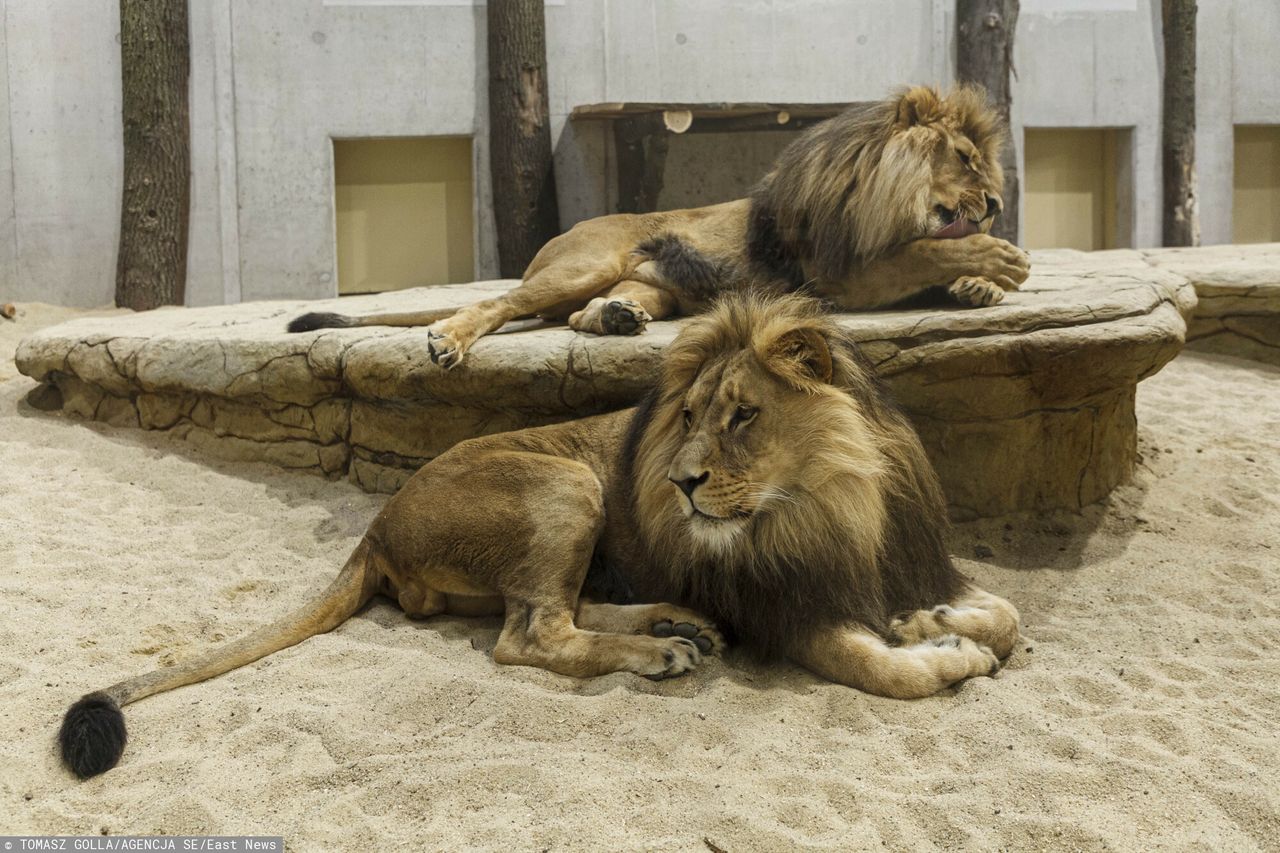 Skandal w Gizie. Lwy i tygrysy zabite w czasie remontu zoo