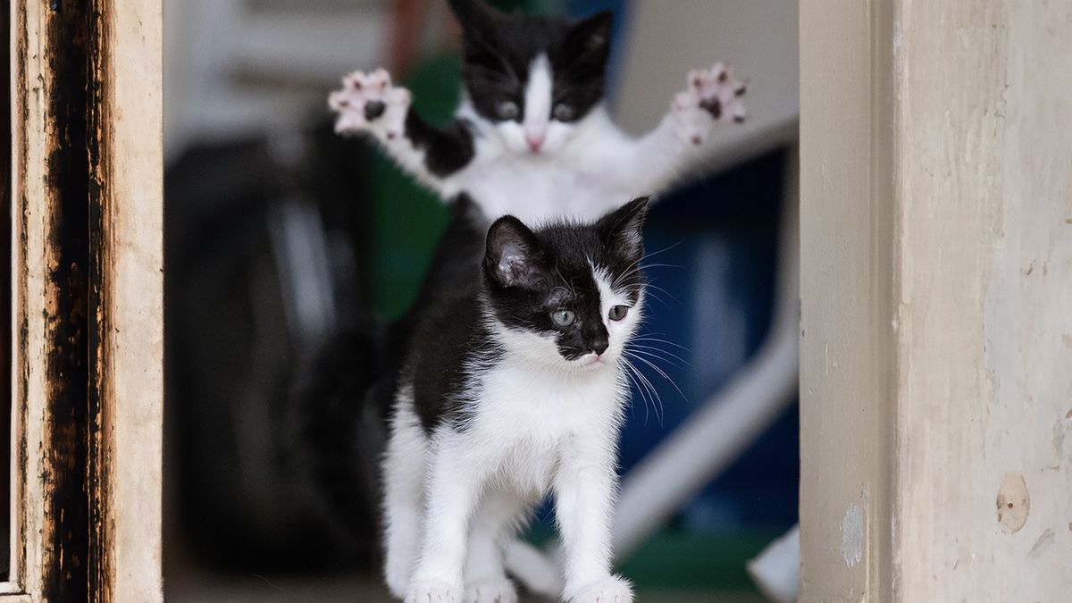 Te urocze kociaki zapewniły zwycięstwo w konkursie.
