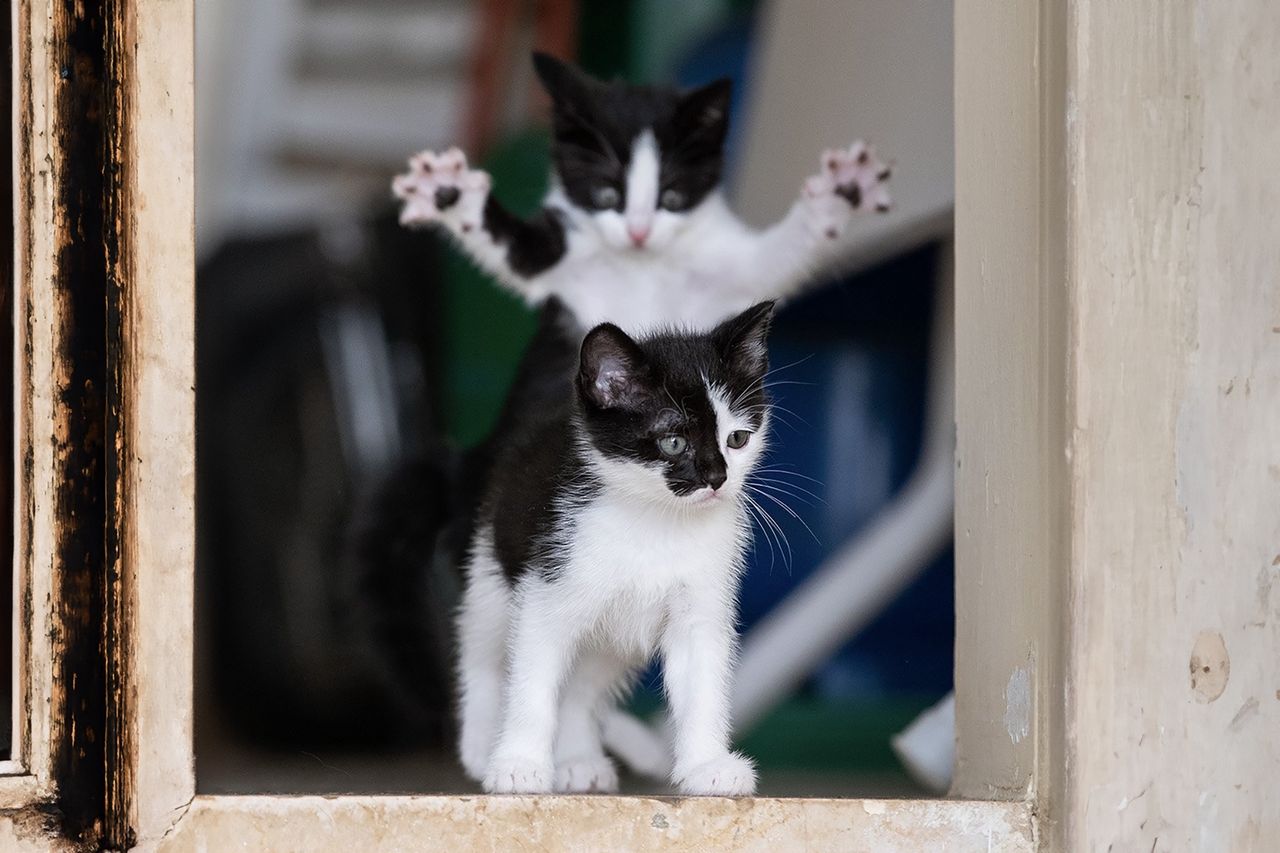 Te urocze kociaki zapewniły zwycięstwo w konkursie.