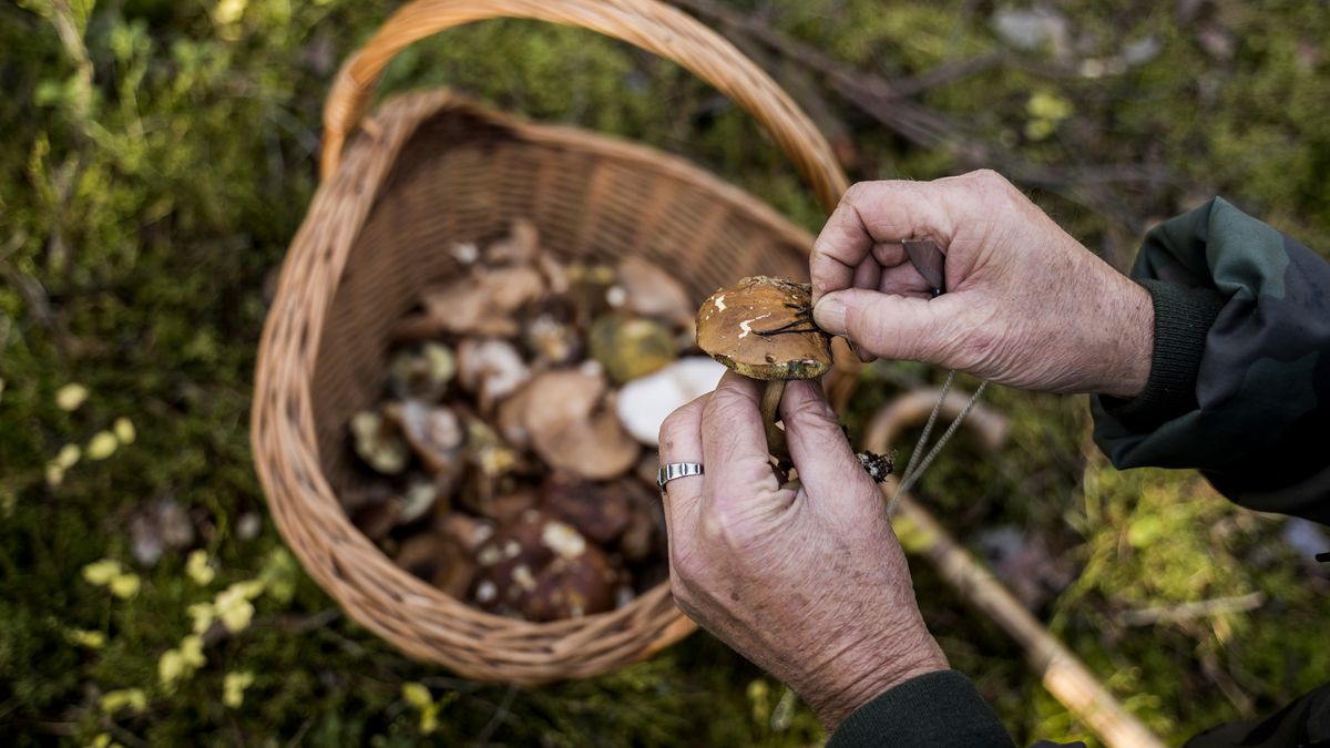 Grzyby zaczynamy oczyszczać jeszcze w lesie 