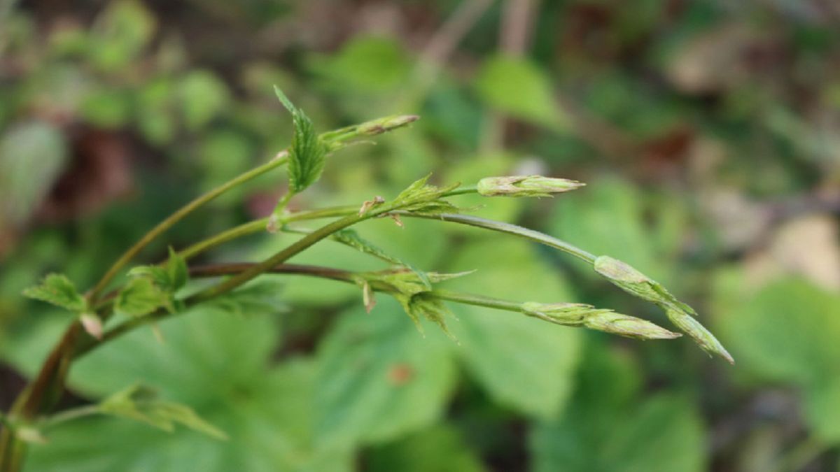 To najdroższe warzywo na świecie. Fot. Gettyimages