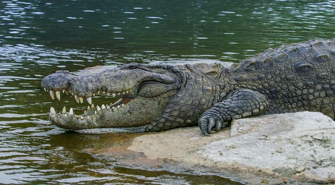 Śmierć przychodzi po zmroku