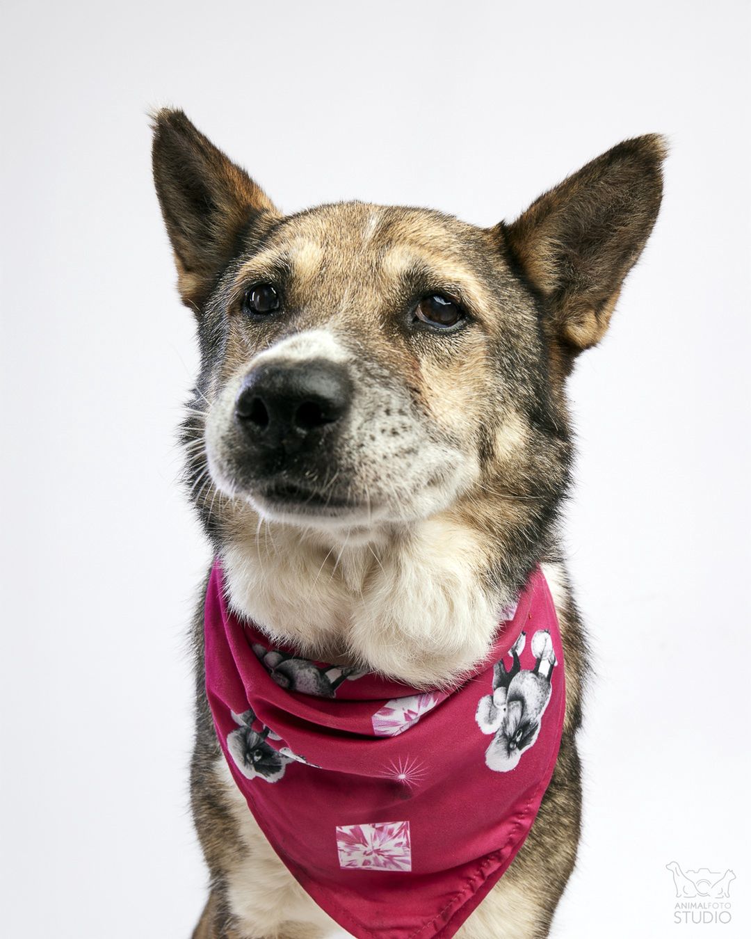 fot. Animal Foto Studio Kamil Czyżewski