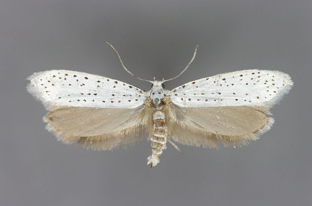 Tak wygląda motyl namiotnik