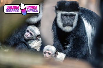 Podwójna radość w dolnośląskim zoo. Nic słodszego dzisiaj nie zobaczycie