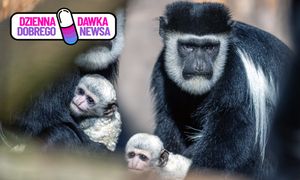 Podwójna radość w dolnośląskim zoo. Nic słodszego dzisiaj nie zobaczycie