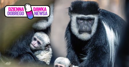 Podwójna radość w dolnośląskim zoo. Nic słodszego dzisiaj nie zobaczycie