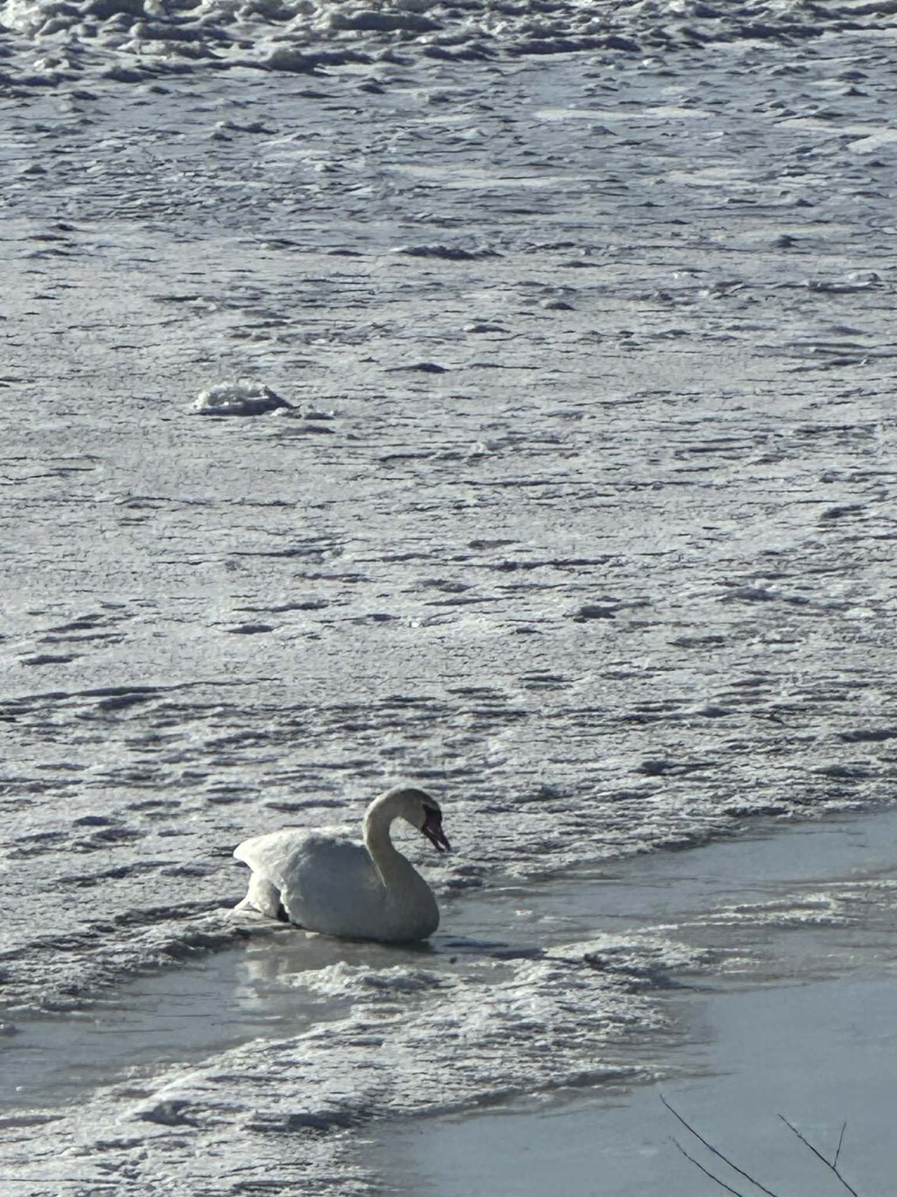 Miejscowe zagrożenie w Wyszogrodzie. Strażacy OSP ratowali łabędzia na bulwarze wiślanym