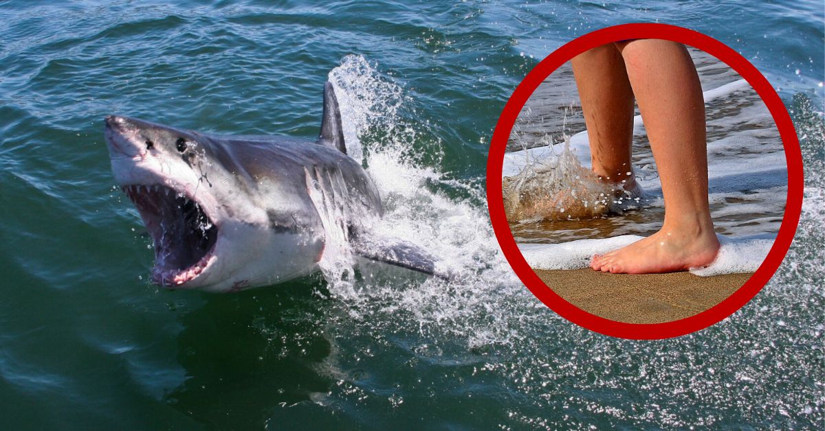 Atak Rekina na Florydzie