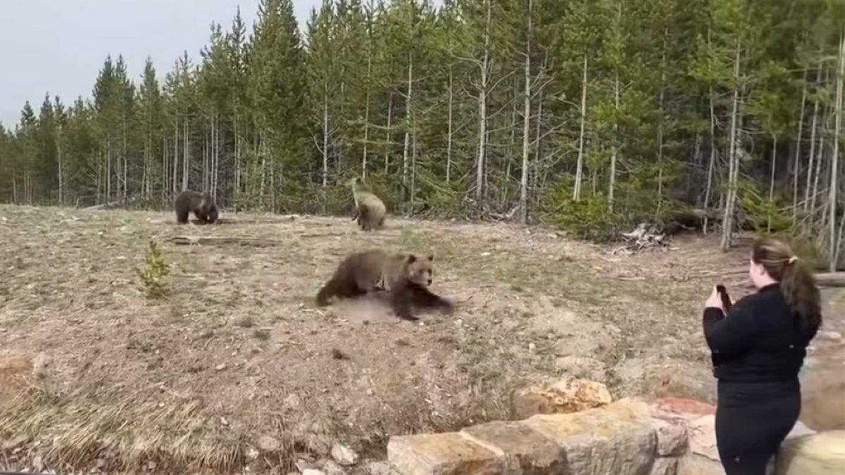 Turystce tak zależało na zrobieniu zdjęcia niedźwiedziom, że naraziła swoje życie na śmiertelne niebezpieczeństwo
