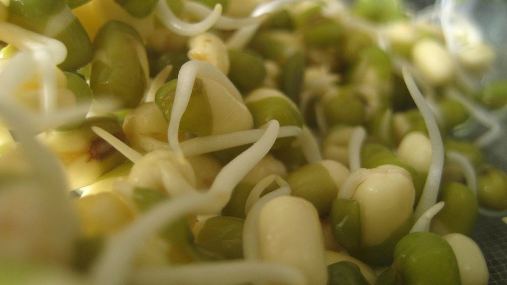 Surowe kiełki fasoli nerkowatej