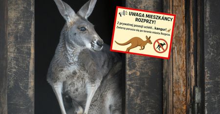 Kangur na wolności w Łódzkiem. Władze ostrzegają mieszkańców